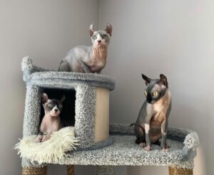 sphynx kittens for sale