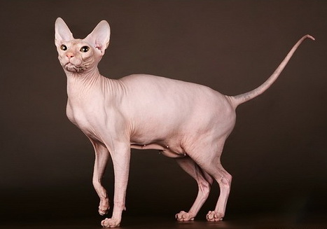 hairless cats for sale