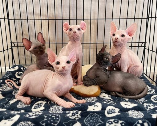 Sphynx For Sale online