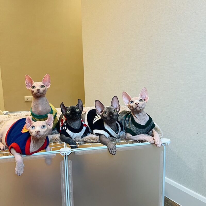 Sphynx kittens for sale