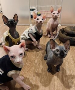 sphynx kittens for adoption