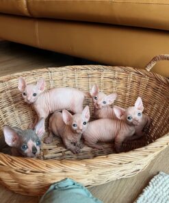 Hypoallergenic Cats For Sale