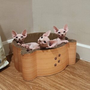 Available Sphynx Kittens for sale