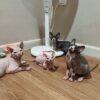 Sphynx Cats Online