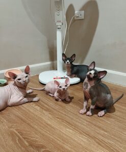 Sphynx Cats Online