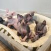 sphynx kitten breeder online