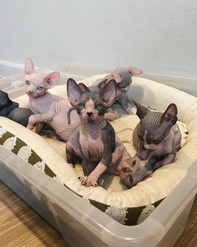 Hairless Sphynx Cats