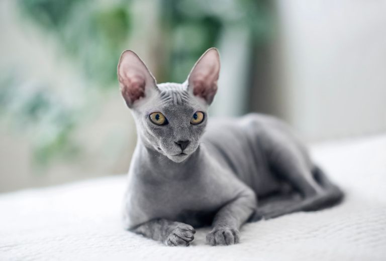 sphynx for sale online