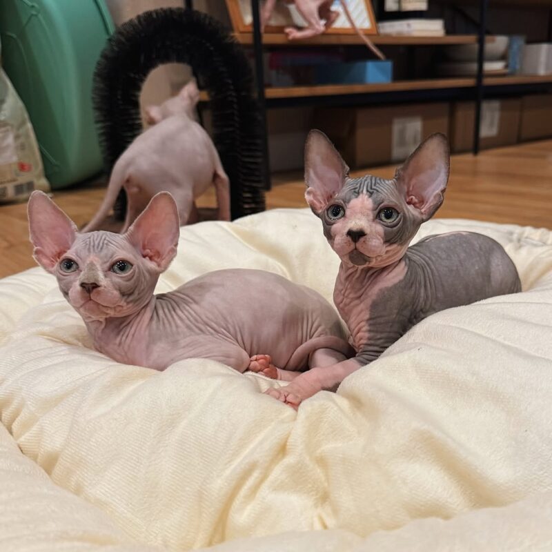 sphynx kitten