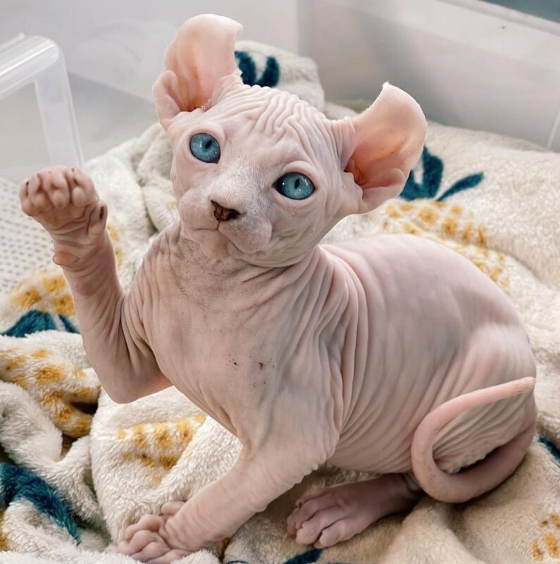 sphynx kittens for sale near me