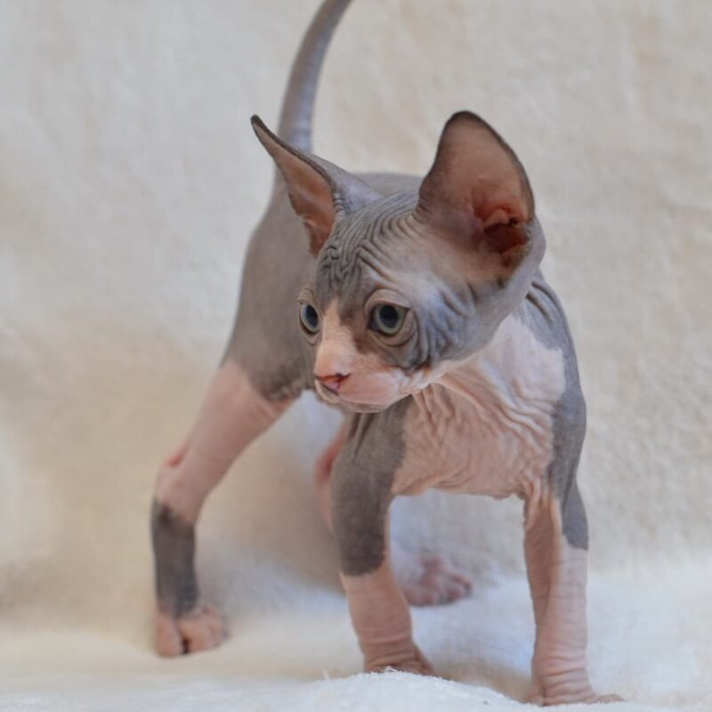 sphynx kittens