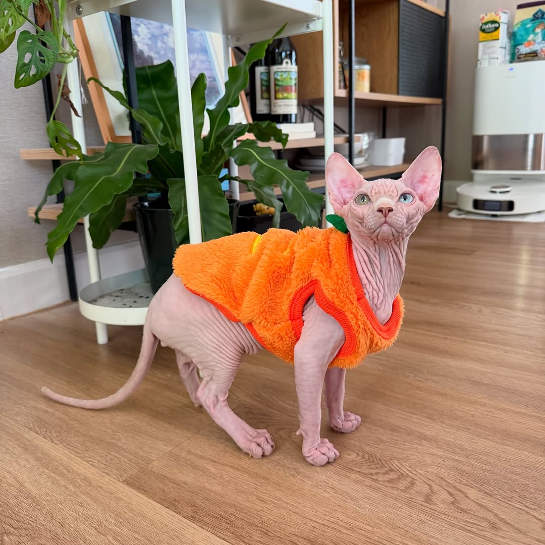 sphynx kittens for sale