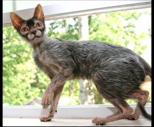 hairless cat online