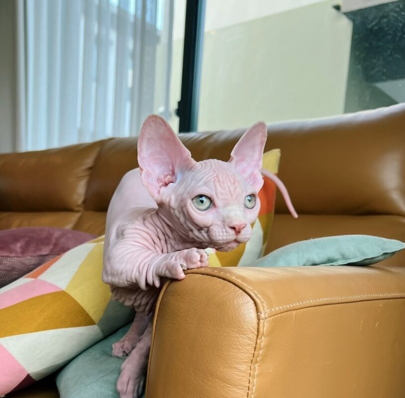 Sphynx for sale