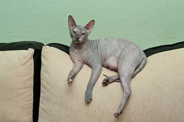 sphynx cat for sale