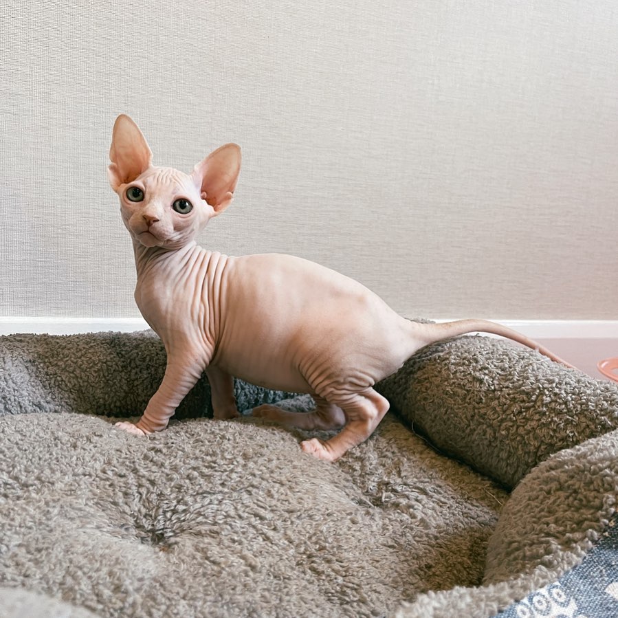 sphynx kittens for sale