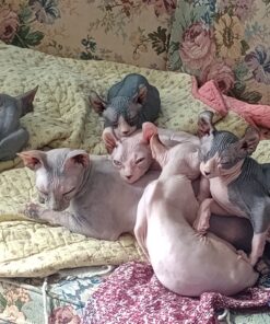 sphynx kittens for sale