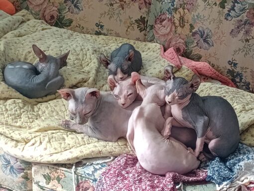 sphynx kittens for sale