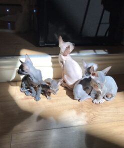 hairless kittens for sale