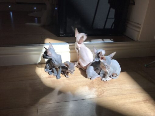 hairless kittens for sale