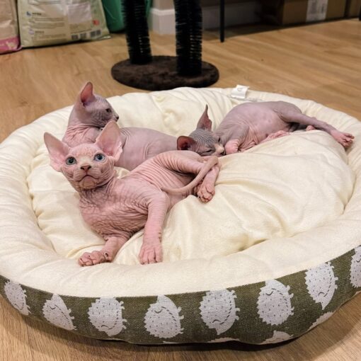 sphynx cat for sale